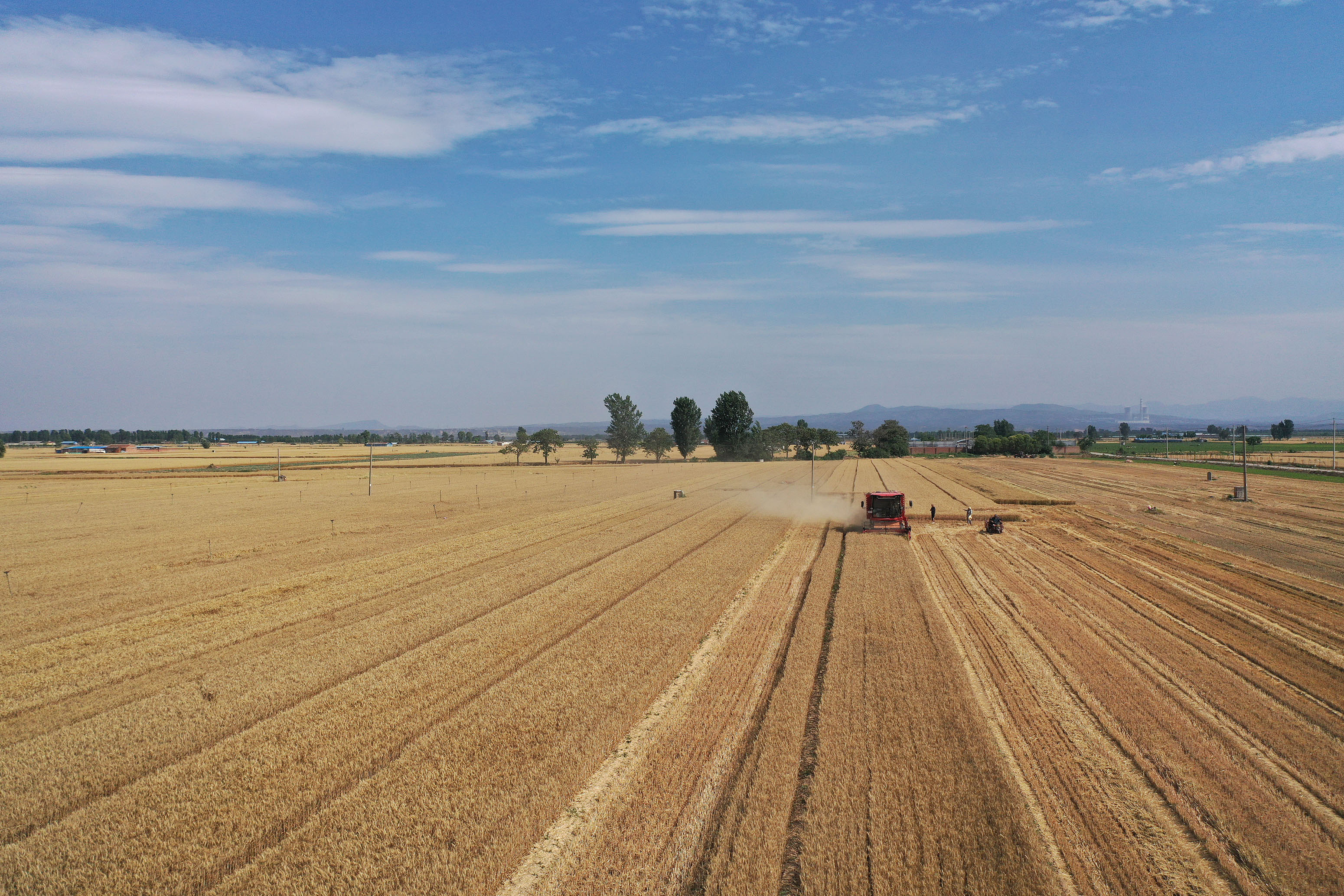 2025年6月3日，河南焦作，溫縣黃河街道灘王莊村農(nóng)民駕駛收割機(jī)收獲小麥。